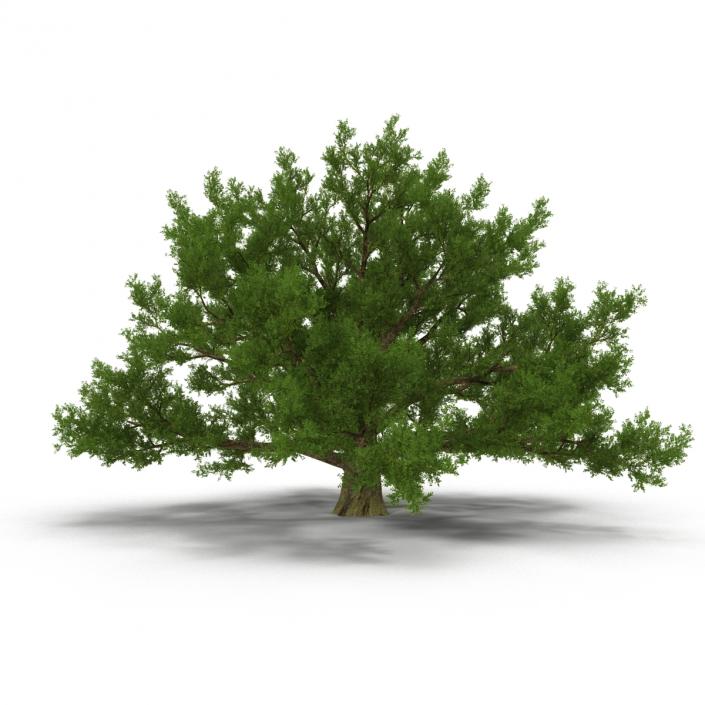 3D model Old White Oak Summer