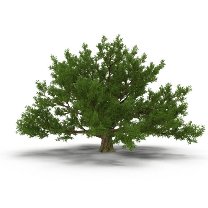 3D model Old White Oak Summer