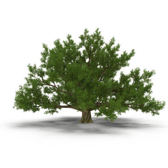 3D model Old White Oak Summer