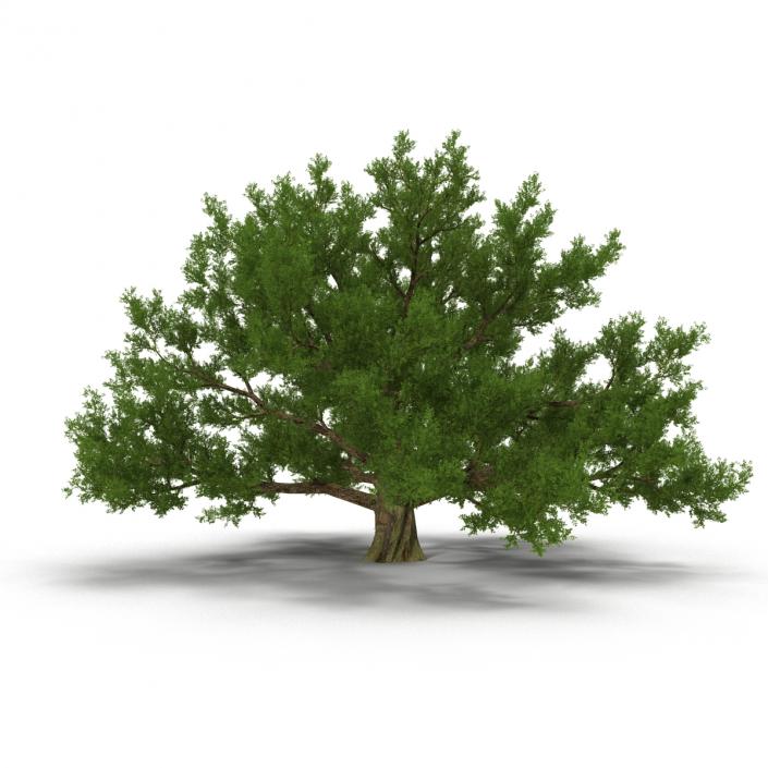 3D model Old White Oak Summer