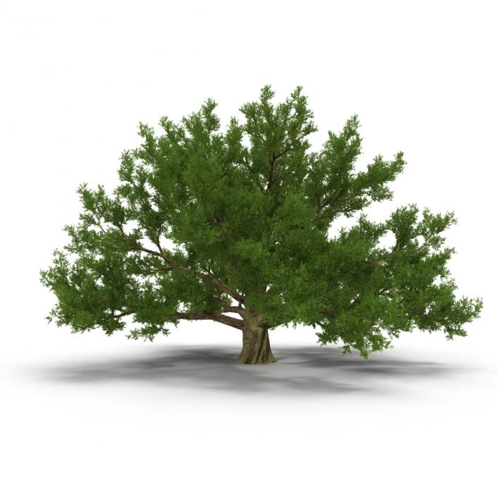 3D model Old White Oak Summer