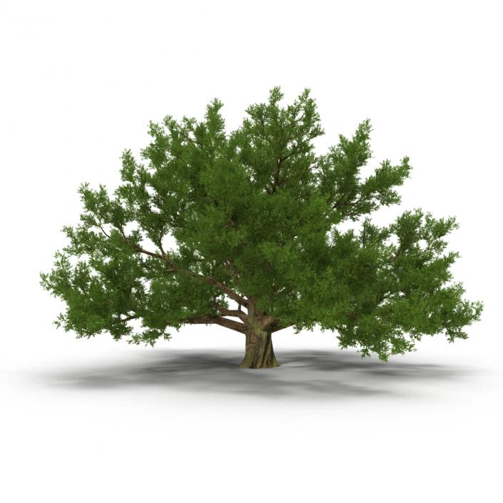 3D model Old White Oak Summer