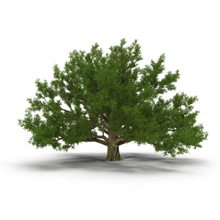 3D model Old White Oak Summer