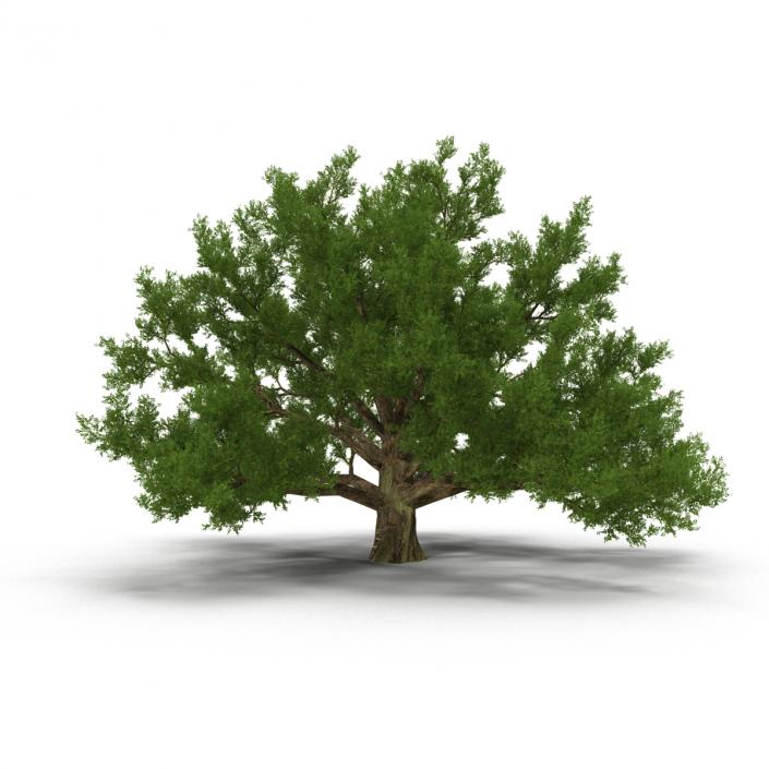 3D model Old White Oak Summer