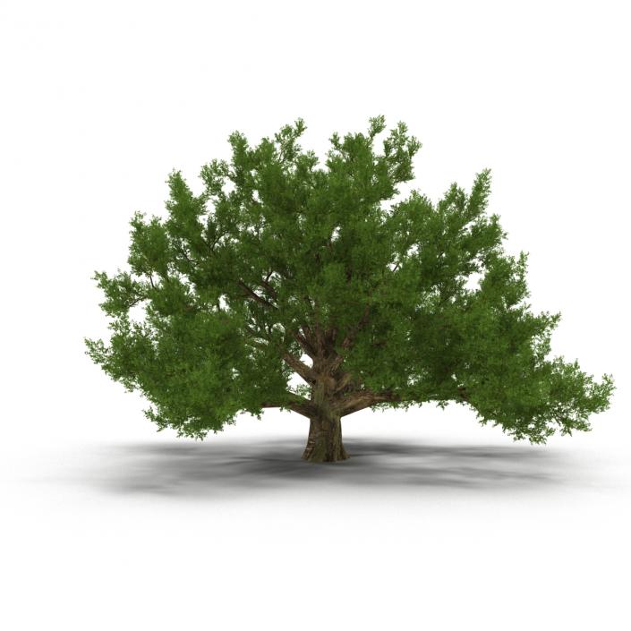 3D model Old White Oak Summer