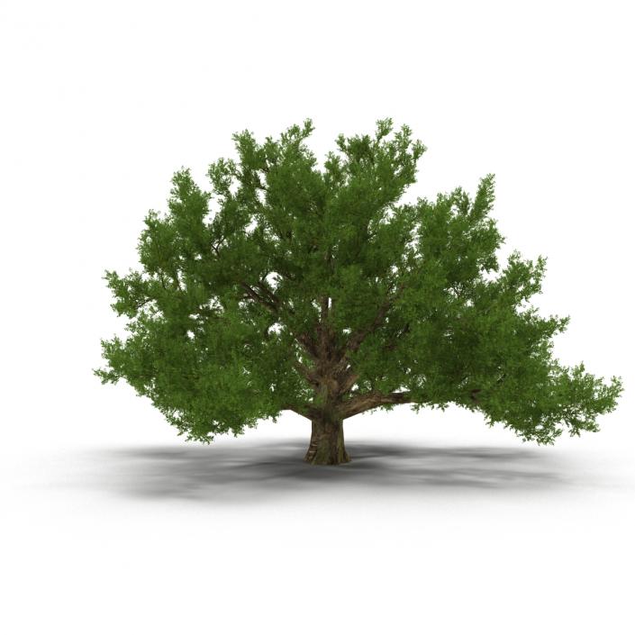 3D model Old White Oak Summer