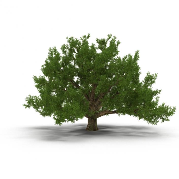 3D model Old White Oak Summer