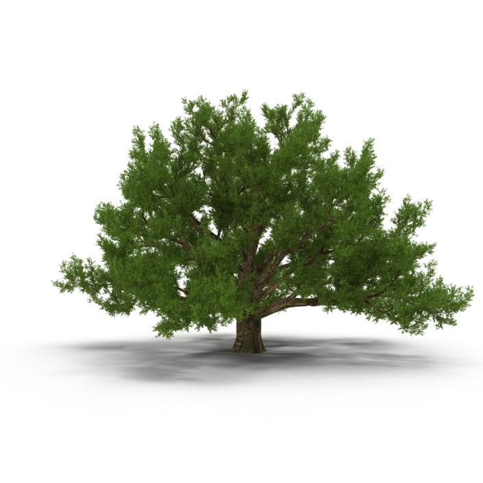 3D model Old White Oak Summer