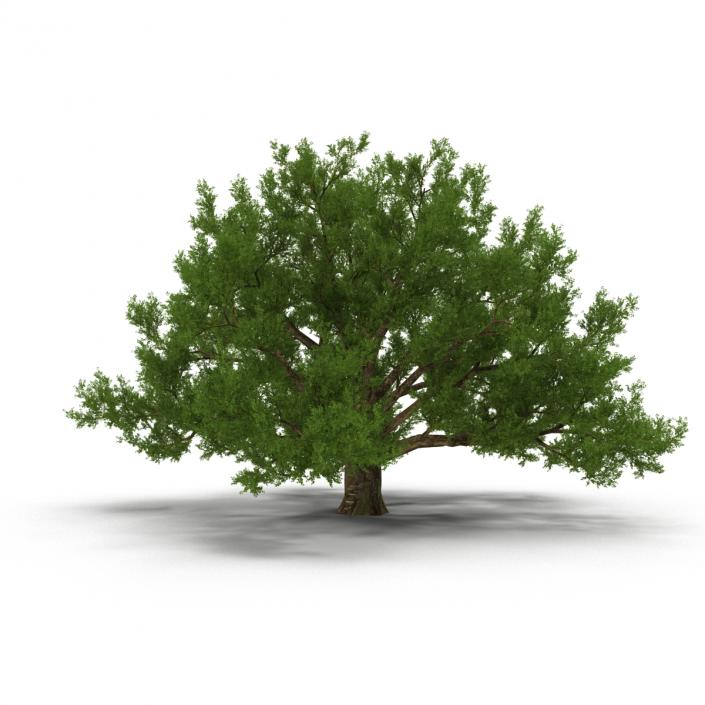 3D model Old White Oak Summer