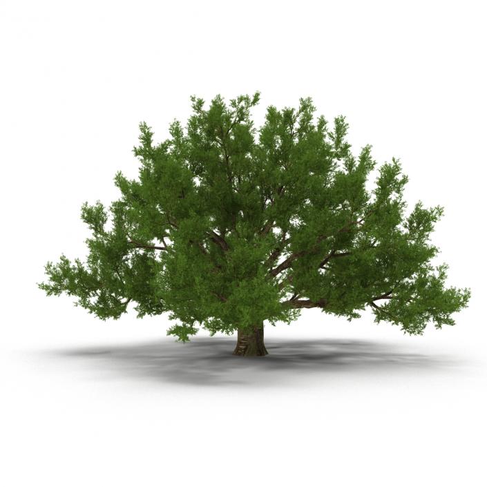 3D model Old White Oak Summer