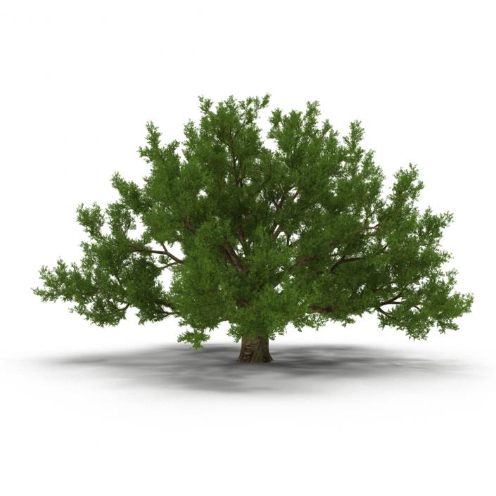 3D model Old White Oak Summer