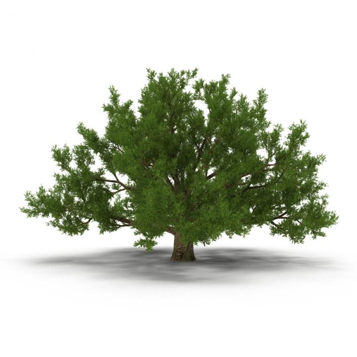 3D model Old White Oak Summer