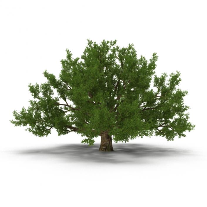 3D model Old White Oak Summer