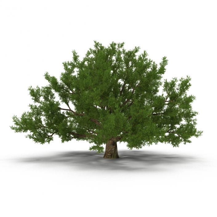 3D model Old White Oak Summer