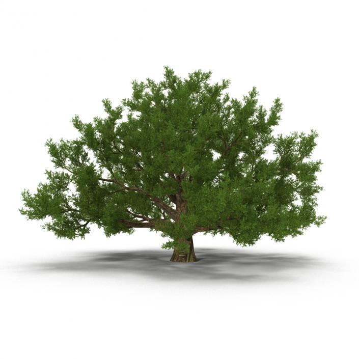 3D model Old White Oak Summer