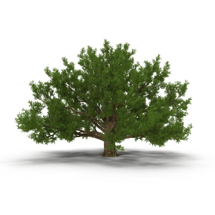 3D model Old White Oak Summer