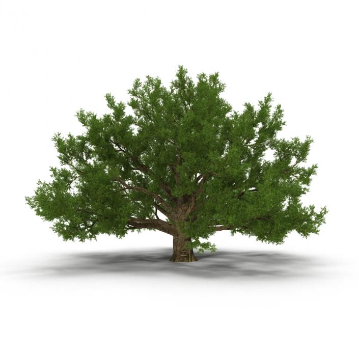 3D model Old White Oak Summer