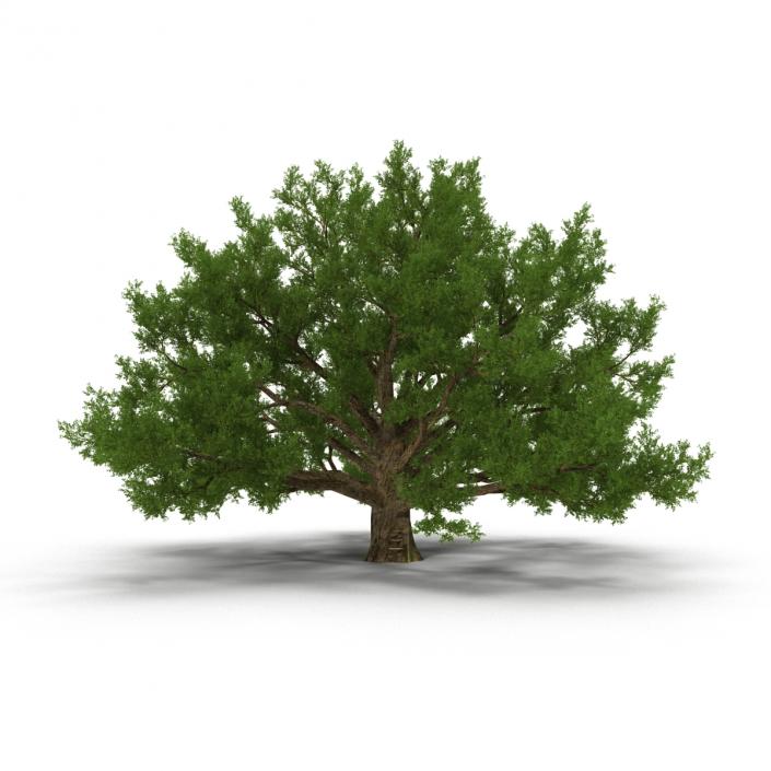 3D model Old White Oak Summer