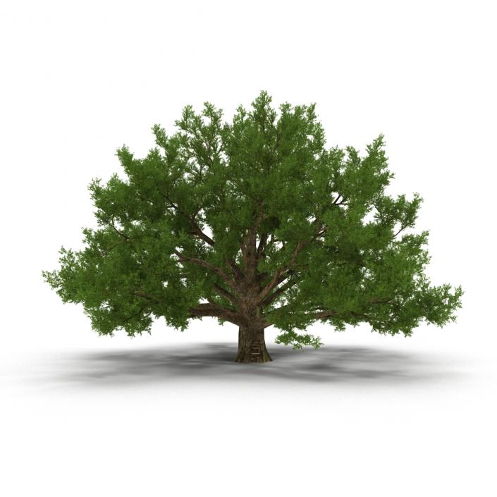 3D model Old White Oak Summer