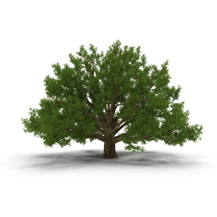 3D model Old White Oak Summer