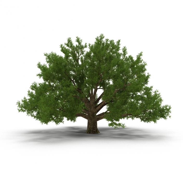 3D model Old White Oak Summer