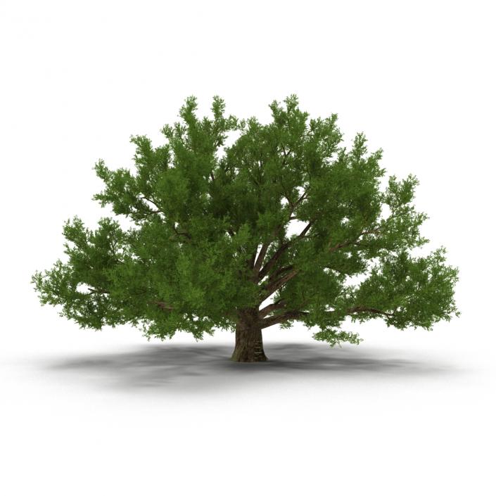 3D model Old White Oak Summer