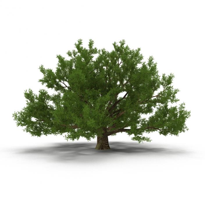 3D model Old White Oak Summer