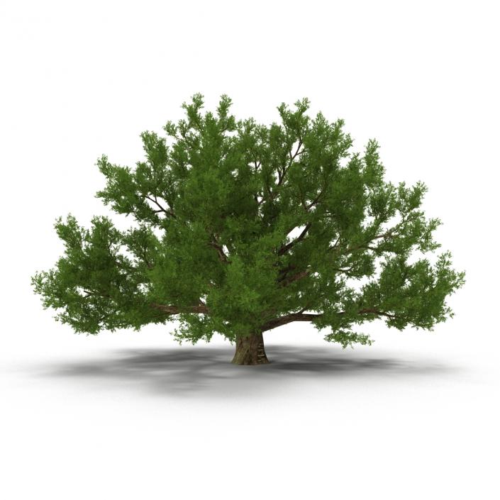 3D model Old White Oak Summer