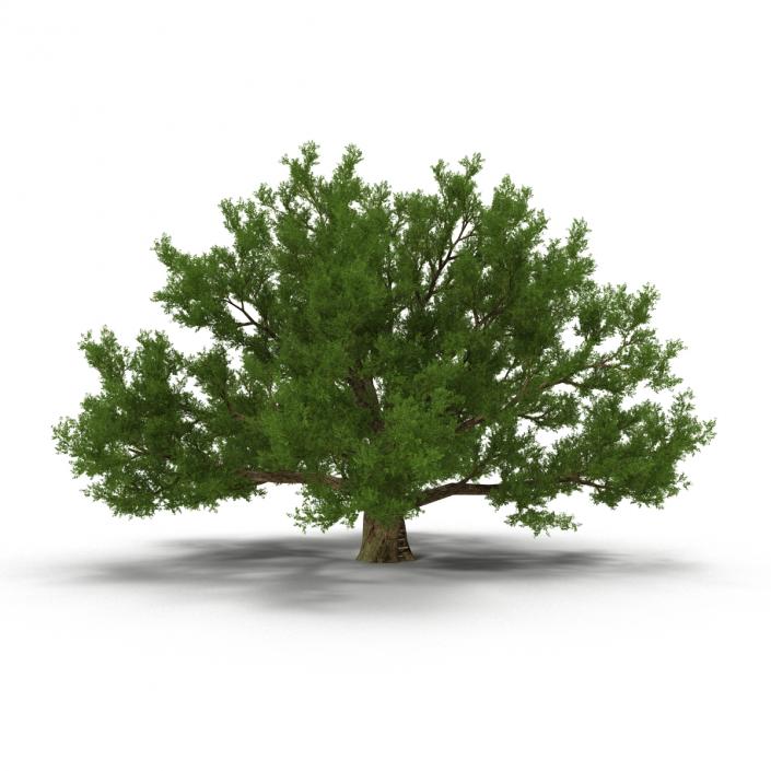 3D model Old White Oak Summer