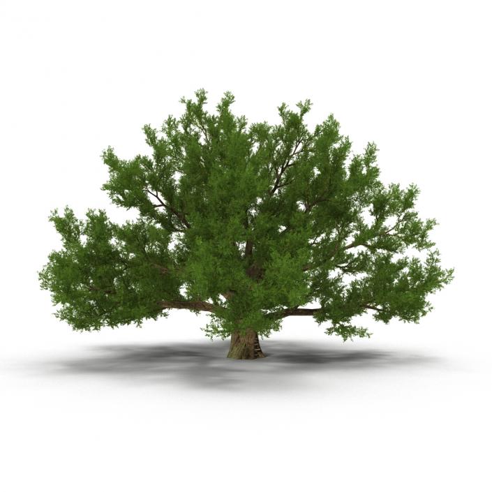 3D model Old White Oak Summer