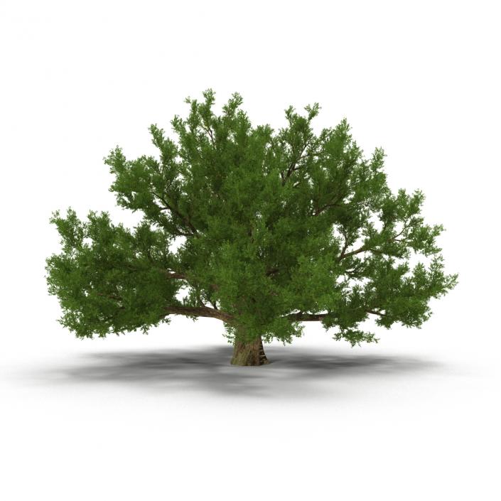 3D model Old White Oak Summer