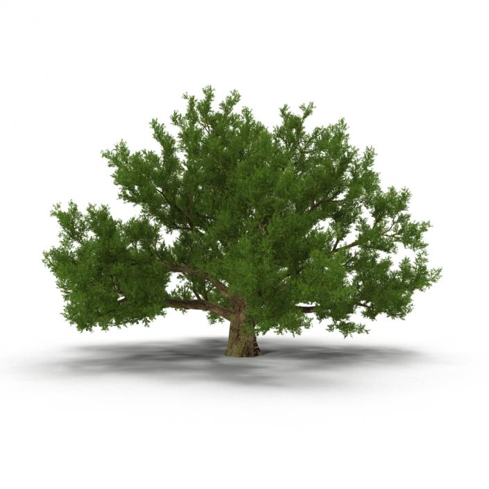 3D model Old White Oak Summer