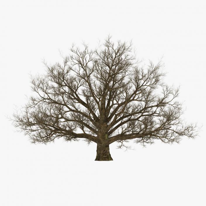 3D model Old White Oak Winter