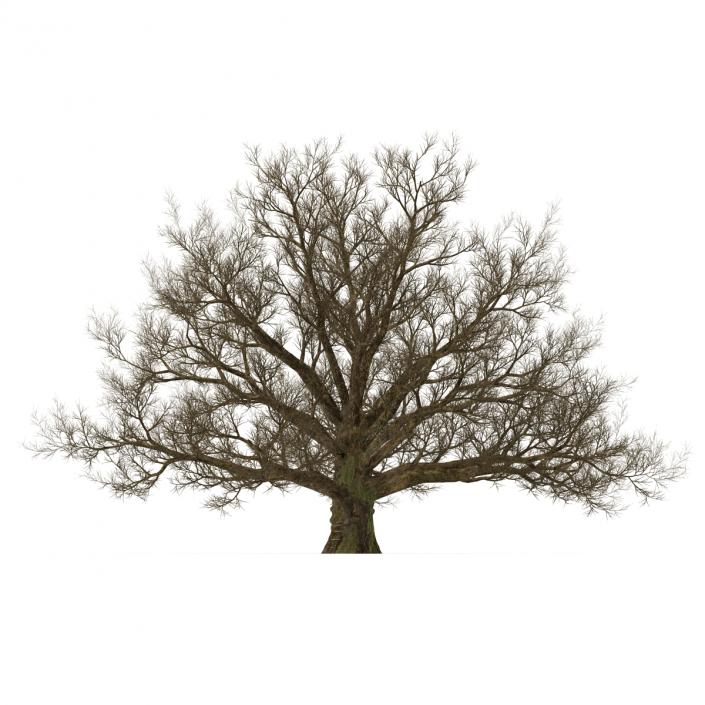 3D model Old White Oak Winter