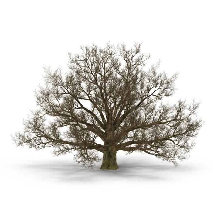 3D model Old White Oak Winter