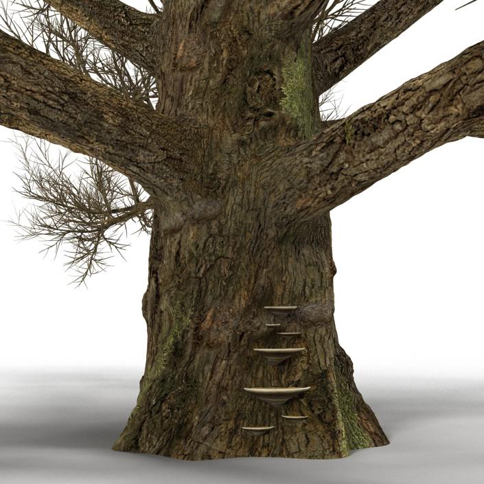 3D model Old White Oak Winter