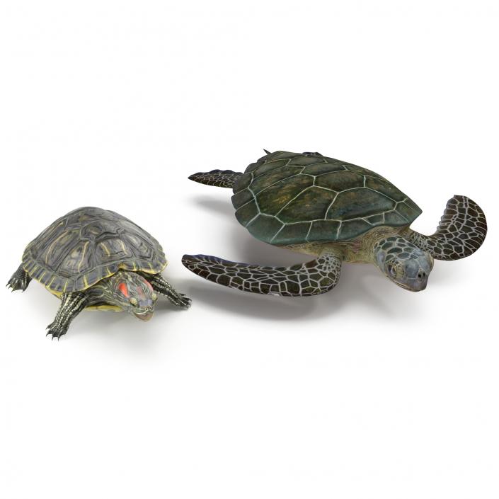 3D Turtles 3D Models Collection model