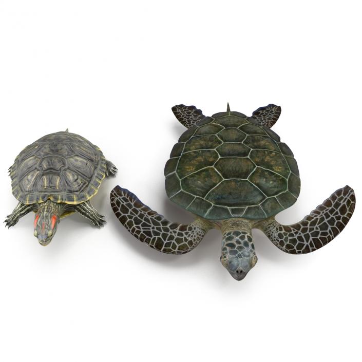 3D Turtles 3D Models Collection model