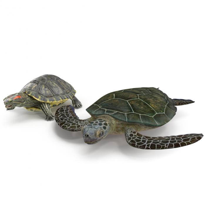 3D Turtles 3D Models Collection model