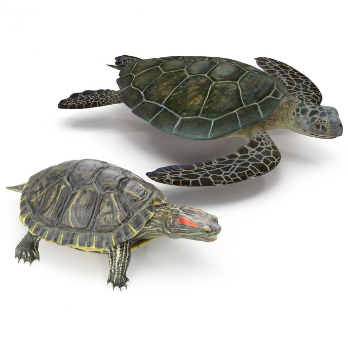 3D Turtles 3D Models Collection model