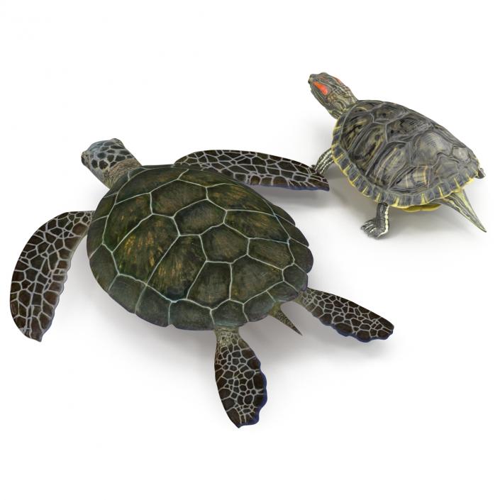 3D Turtles 3D Models Collection model