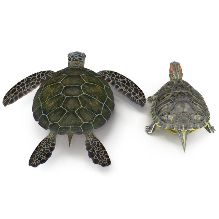 3D Turtles 3D Models Collection model