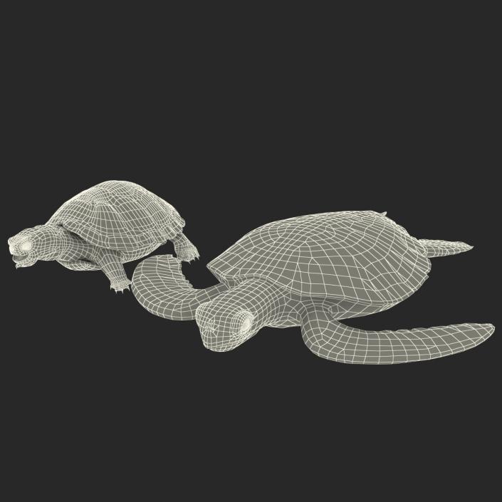 3D Turtles 3D Models Collection model