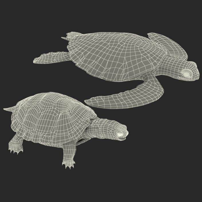 3D Turtles 3D Models Collection model