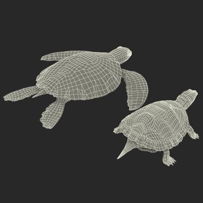 3D Turtles 3D Models Collection model