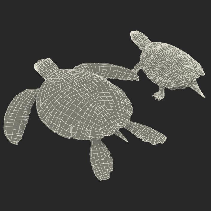 3D Turtles 3D Models Collection model