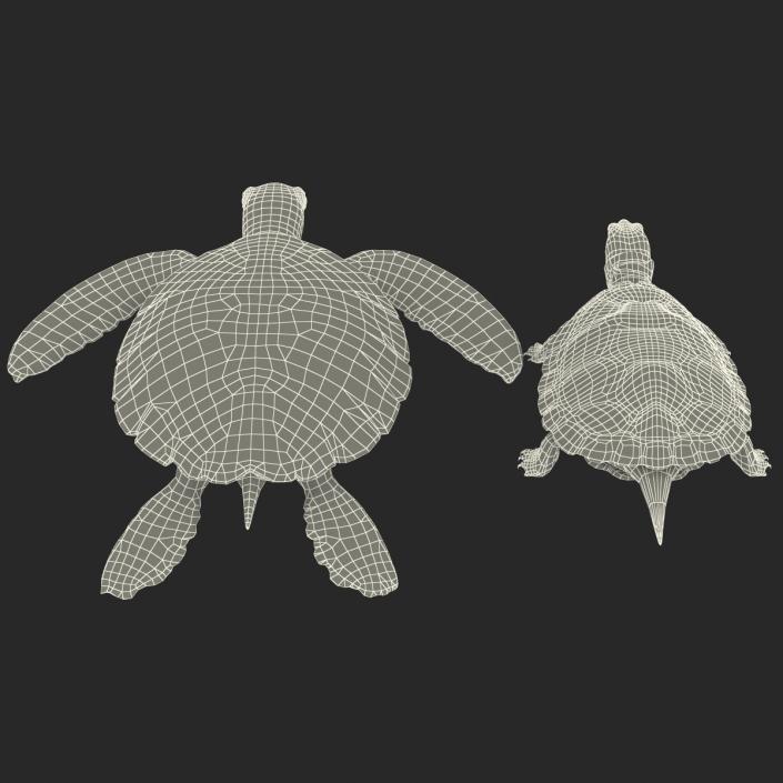 3D Turtles 3D Models Collection model