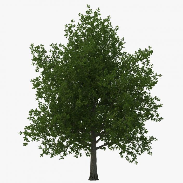 3D Red Maple Tree Summer