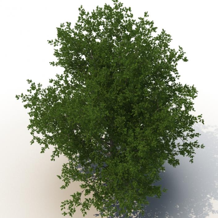 3D Red Maple Tree Summer