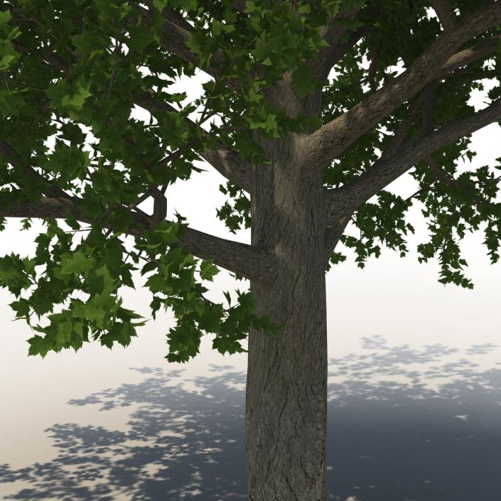 3D Red Maple Tree Summer